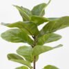 Artificial Plant 80cm Ficus single stem/13 lvs GS-64823003 2024Jan YeahFlower is one of Chinese leading OEM manufacturers and exporters , supplying the silk flowers, wholesale artificial trees