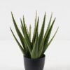 Artificial Plant Aloe in PP pot 22 lvs GS-59523146_1 Artificial Plant 27*27*34cm Aloe in PP pot/22 lvs GS-59523146 2024Jan YeahFlower is one of Chinese leading OEM manufacturers and exporters , supplying the silk flowers, wholesale artificial trees