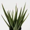Artificial Plant Aloe in PP pot 22 lvs GS-59523146_3 Artificial Plant 27*27*34cm Aloe in PP pot/22 lvs GS-59523146 2024Jan YeahFlower is one of Chinese leading OEM manufacturers and exporters , supplying the silk flowers, wholesale artificial trees