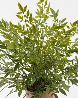 Artificial Plant 55*55*58cm Bamboo leaf in PP pot GS-48123001CONTI 2024Jan YeahFlower is one of Chinese leading OEM manufacturers and exporters , supplying the silk flowers, wholesale artificial trees