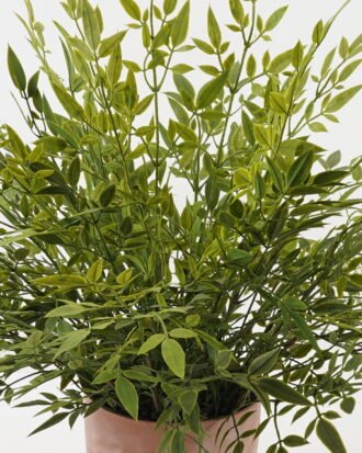 Artificial Plant 85*85*58cm Bamboo leaf in PP pot GS-48123003CONTI 2024Jan YeahFlower is one of Chinese leading OEM manufacturers and exporters , supplying the silk flowers, wholesale artificial trees