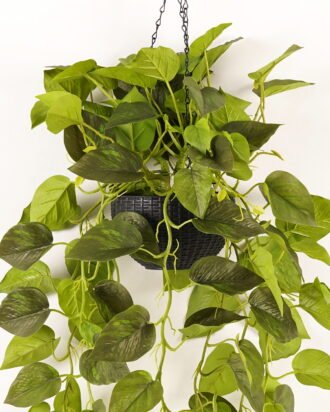 Artificial Plant 50*50*110cm Epipremnum aureum  hanging in PP pot/129 lvs GS-71023010 2024Jan YeahFlower is one of Chinese leading OEM manufacturers and exporters , supplying the silk flowers, wholesale artificial trees