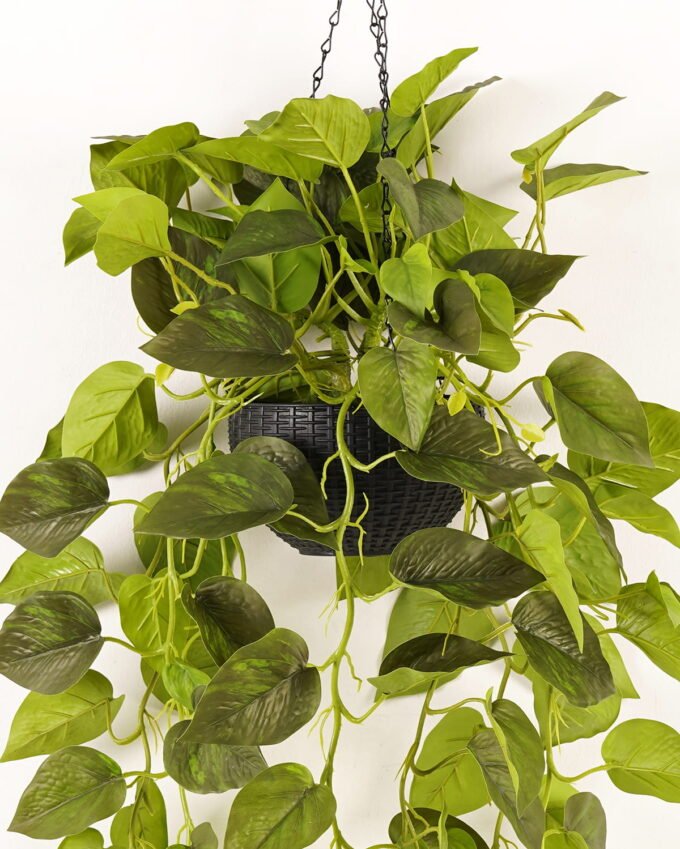 Artificial Plant Epipremnum aureum hanging in PP pot 129 lvs GS-71023010_2 Artificial Plant 50*50*110cm Epipremnum aureum hanging in PP pot/129 lvs GS-71023010 2024Jan YeahFlower is one of Chinese leading OEM manufacturers and exporters , supplying the silk flowers, wholesale artificial trees