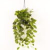 Artificial Plant Epipremnum aureum hanging in PP pot 129 lvs GS-71023010_3 Artificial Plant 50*50*110cm Epipremnum aureum hanging in PP pot/129 lvs GS-71023010 2024Jan YeahFlower is one of Chinese leading OEM manufacturers and exporters , supplying the silk flowers, wholesale artificial trees