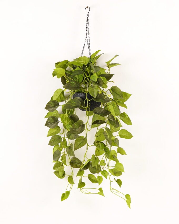 Artificial Plant Epipremnum aureum hanging in PP pot 129 lvs GS-71023010_3 Artificial Plant 50*50*110cm Epipremnum aureum hanging in PP pot/129 lvs GS-71023010 2024Jan YeahFlower is one of Chinese leading OEM manufacturers and exporters , supplying the silk flowers, wholesale artificial trees