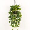 Artificial Plant Epipremnum aureum hanging in PP pot 129 lvs GS-71023010_4 Artificial Plant 50*50*110cm Epipremnum aureum hanging in PP pot/129 lvs GS-71023010 2024Jan YeahFlower is one of Chinese leading OEM manufacturers and exporters , supplying the silk flowers, wholesale artificial trees