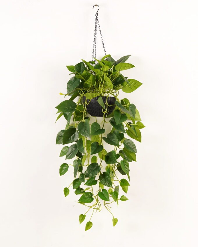 Artificial Plant Epipremnum aureum hanging in PP pot 129 lvs GS-71023010_4 Artificial Plant 50*50*110cm Epipremnum aureum hanging in PP pot/129 lvs GS-71023010 2024Jan YeahFlower is one of Chinese leading OEM manufacturers and exporters , supplying the silk flowers, wholesale artificial trees