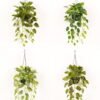 Artificial Plant Epipremnum aureum hanging in PP pot 81 lvs GS-71023011 Artificial Plant 50*50*98cm Epipremnum aureum hanging in PP pot/81 lvs GS-71023011 2024Jan YeahFlower is one of Chinese leading OEM manufacturers and exporters , supplying the silk flowers, wholesale artificial trees