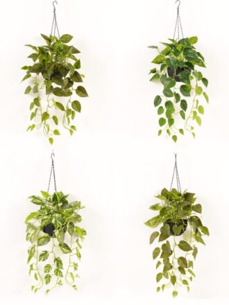 Artificial Plant 50*50*110cm Epipremnum aureum  hanging in PP pot/129 lvs GS-71023010 Leaves&Sprays&Foliages 3,000+ sqm showroom with thousands of artificial flowers, plants & trees ready for global sourcing.