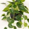 Artificial Plant Epipremnum aureum hanging in PP pot 81 lvs GS-71023011_2 Artificial Plant 50*50*98cm Epipremnum aureum hanging in PP pot/81 lvs GS-71023011 2024Jan YeahFlower is one of Chinese leading OEM manufacturers and exporters , supplying the silk flowers, wholesale artificial trees