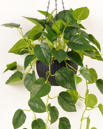 Artificial Plant 50*50*98cm Epipremnum aureum hanging in PP pot/81 lvs GS-71023011 2024Jan YeahFlower is one of Chinese leading OEM manufacturers and exporters , supplying the silk flowers, wholesale artificial trees
