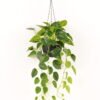 Artificial Plant Epipremnum aureum hanging in PP pot 81 lvs GS-71023011_3 Artificial Plant 50*50*98cm Epipremnum aureum hanging in PP pot/81 lvs GS-71023011 2024Jan YeahFlower is one of Chinese leading OEM manufacturers and exporters , supplying the silk flowers, wholesale artificial trees