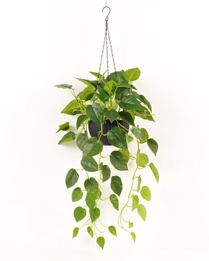 Artificial Plant Epipremnum aureum hanging in PP pot 81 lvs GS-71023011_3 Artificial Plant 50*50*98cm Epipremnum aureum hanging in PP pot/81 lvs GS-71023011 2024Jan YeahFlower is one of Chinese leading OEM manufacturers and exporters , supplying the silk flowers, wholesale artificial trees