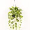Artificial Plant Epipremnum aureum hanging in PP pot 81 lvs GS-71023011_4 Artificial Plant 50*50*98cm Epipremnum aureum hanging in PP pot/81 lvs GS-71023011 2024Jan YeahFlower is one of Chinese leading OEM manufacturers and exporters , supplying the silk flowers, wholesale artificial trees
