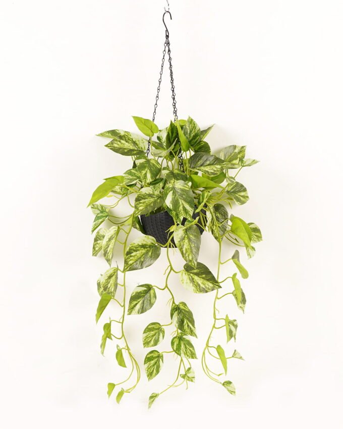 Artificial Plant Epipremnum aureum hanging in PP pot 81 lvs GS-71023011_4 Artificial Plant 50*50*98cm Epipremnum aureum hanging in PP pot/81 lvs GS-71023011 2024Jan YeahFlower is one of Chinese leading OEM manufacturers and exporters , supplying the silk flowers, wholesale artificial trees