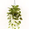 Artificial Plant Epipremnum aureum hanging in PP pot 81 lvs GS-71023011_5 Artificial Plant 50*50*98cm Epipremnum aureum hanging in PP pot/81 lvs GS-71023011 2024Jan YeahFlower is one of Chinese leading OEM manufacturers and exporters , supplying the silk flowers, wholesale artificial trees