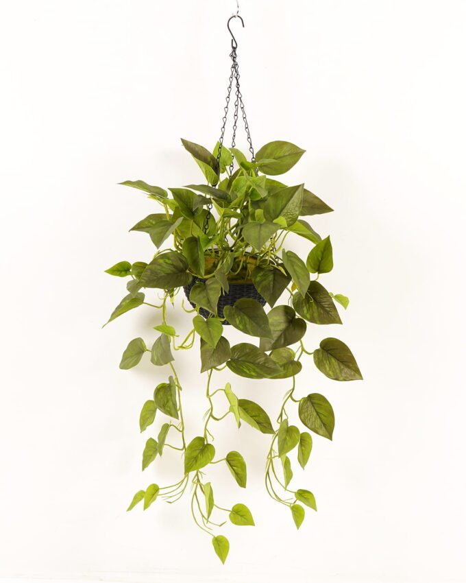 Artificial Plant Epipremnum aureum hanging in PP pot 81 lvs GS-71023011_5 Artificial Plant 50*50*98cm Epipremnum aureum hanging in PP pot/81 lvs GS-71023011 2024Jan YeahFlower is one of Chinese leading OEM manufacturers and exporters , supplying the silk flowers, wholesale artificial trees