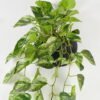 Artificial Plant Epipremnum aureum hanging in PP pot 95 lvs GS-71023012_2 Artificial Plant 50*50*82cm Epipremnum aureum hanging in PP pot/95 lvs GS-71023012 2024Jan YeahFlower is one of Chinese leading OEM manufacturers and exporters , supplying the silk flowers, wholesale artificial trees