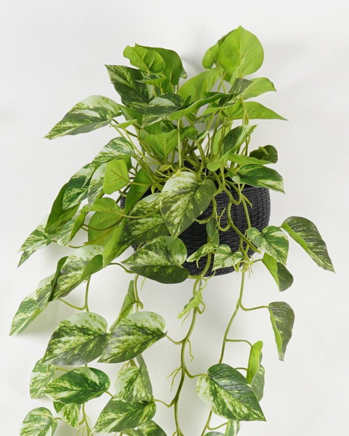 Artificial Plant Epipremnum aureum hanging in PP pot 95 lvs GS-71023012_2 Artificial Plant 50*50*82cm Epipremnum aureum hanging in PP pot/95 lvs GS-71023012 2024Jan YeahFlower is one of Chinese leading OEM manufacturers and exporters , supplying the silk flowers, wholesale artificial trees