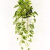 Artificial Plant Epipremnum aureum hanging in PP pot 95 lvs GS-71023012_3 Artificial Plant 50*50*82cm Epipremnum aureum hanging in PP pot/95 lvs GS-71023012 2024Jan YeahFlower is one of Chinese leading OEM manufacturers and exporters , supplying the silk flowers, wholesale artificial trees