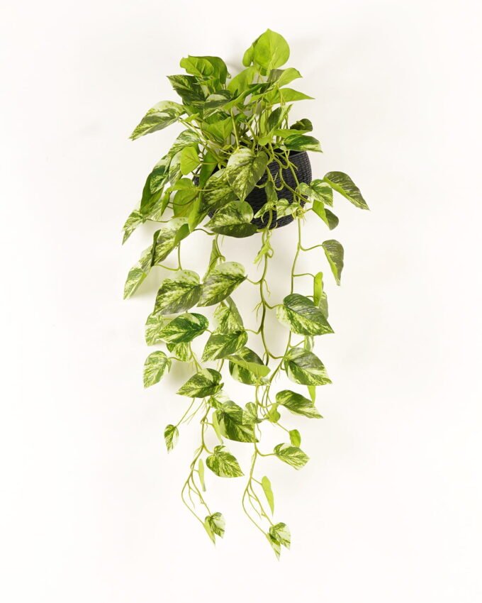 Artificial Plant Epipremnum aureum hanging in PP pot 95 lvs GS-71023012_3 Artificial Plant 50*50*82cm Epipremnum aureum hanging in PP pot/95 lvs GS-71023012 2024Jan YeahFlower is one of Chinese leading OEM manufacturers and exporters , supplying the silk flowers, wholesale artificial trees