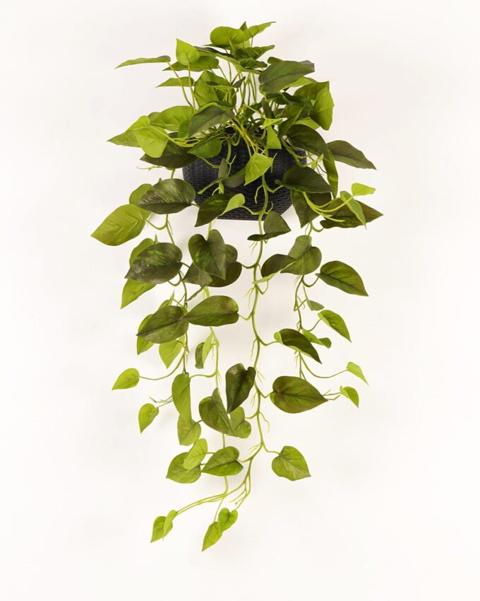 Artificial Plant Epipremnum aureum hanging in PP pot 95 lvs GS-71023012_4 Artificial Plant 50*50*82cm Epipremnum aureum hanging in PP pot/95 lvs GS-71023012 2024Jan YeahFlower is one of Chinese leading OEM manufacturers and exporters , supplying the silk flowers, wholesale artificial trees