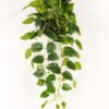 Artificial Plant Epipremnum aureum hanging in PP pot 95 lvs GS-71023012_5 Artificial Plant 50*50*82cm Epipremnum aureum hanging in PP pot/95 lvs GS-71023012 2024Jan YeahFlower is one of Chinese leading OEM manufacturers and exporters , supplying the silk flowers, wholesale artificial trees
