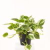 Artificial Plant Epipremnum aureum in PP pot 45 lvs GS-71023013-G3_4 Artificial Plant 50*50*30cm Epipremnum aureum in PP pot/45 lvs GS-71023013-G3 2024Jan YeahFlower is one of Chinese leading OEM manufacturers and exporters , supplying the silk flowers, wholesale artificial trees