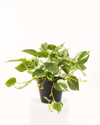 Artificial Plant 50*50*30cm Epipremnum aureum  in PP pot/45 lvs GS-71023013-G3 2024Jan YeahFlower is one of Chinese leading OEM manufacturers and exporters , supplying the silk flowers, wholesale artificial trees