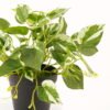 Artificial Plant Epipremnum aureum in PP pot 45 lvs GS-71023013-G3_8 Artificial Plant 50*50*30cm Epipremnum aureum in PP pot/45 lvs GS-71023013-G3 2024Jan YeahFlower is one of Chinese leading OEM manufacturers and exporters , supplying the silk flowers, wholesale artificial trees