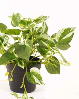 Artificial Plant 50*50*30cm Epipremnum aureum  in PP pot/45 lvs GS-71023013-G3 2024Jan YeahFlower is one of Chinese leading OEM manufacturers and exporters , supplying the silk flowers, wholesale artificial trees