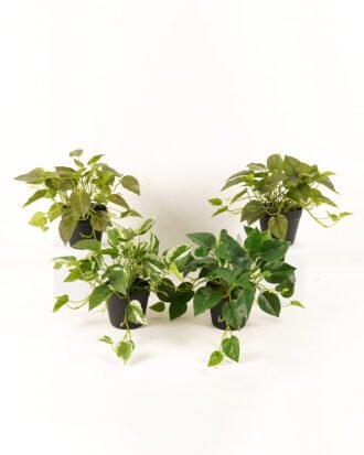 Artificial Plant 50*50*30cm Epipremnum aureum  in PP pot/45 lvs GS-71023013 2024Jan YeahFlower is one of Chinese leading OEM manufacturers and exporters , supplying the silk flowers, wholesale artificial trees