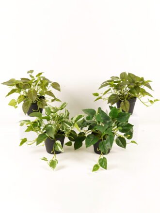 Artificial Plant 60*70*70cm Leaf in  PP pot GS-72923001 Potted Flowers&Plants 3,000+ sqm showroom with thousands of artificial flowers, plants & trees ready for global sourcing.