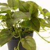 Artificial Plant 50*50*30cm Epipremnum aureum  in PP pot/45 lvs GS-71023013 2024Jan YeahFlower is one of Chinese leading OEM manufacturers and exporters , supplying the silk flowers, wholesale artificial trees