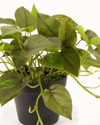 Artificial Plant 50*50*30cm Epipremnum aureum  in PP pot/45 lvs GS-71023013 2024Jan YeahFlower is one of Chinese leading OEM manufacturers and exporters , supplying the silk flowers, wholesale artificial trees