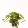 Artificial Plant 50*50*30cm Epipremnum aureum  in PP pot/45 lvs GS-71023013 2024Jan YeahFlower is one of Chinese leading OEM manufacturers and exporters , supplying the silk flowers, wholesale artificial trees