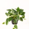 Artificial Plant 50*50*30cm Epipremnum aureum  in PP pot/45 lvs GS-71023013 2024Jan YeahFlower is one of Chinese leading OEM manufacturers and exporters , supplying the silk flowers, wholesale artificial trees
