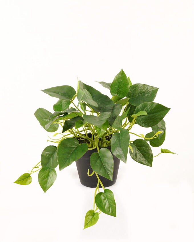 Artificial Plant 50*50*30cm Epipremnum aureum  in PP pot/45 lvs GS-71023013 2024Jan YeahFlower is one of Chinese leading OEM manufacturers and exporters , supplying the silk flowers, wholesale artificial trees