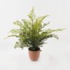 Artificial Plant 55*55*58cm Fern leaf in PP pot GS-48123004CONTI 2024Jan YeahFlower is one of Chinese leading OEM manufacturers and exporters , supplying the silk flowers, wholesale artificial trees
