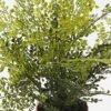 Artificial Plant 55*55*58cm Fern leaf in PP pot GS-48123004CONTI 2024Jan YeahFlower is one of Chinese leading OEM manufacturers and exporters , supplying the silk flowers, wholesale artificial trees