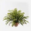 Artificial Plant 85*85*58cm Fern leaf in PP pot GS-48123006CONTI 2024Jan YeahFlower is one of Chinese leading OEM manufacturers and exporters , supplying the silk flowers, wholesale artificial trees