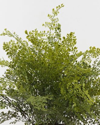 Artificial Plant 85*85*58cm Fern leaf in PP pot GS-48123006CONTI 2024Jan YeahFlower is one of Chinese leading OEM manufacturers and exporters , supplying the silk flowers, wholesale artificial trees