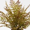 Artificial Plant 55*55*58cm Fern leaf in PP pot GS-48123007CONTI 2024Jan YeahFlower is one of Chinese leading OEM manufacturers and exporters , supplying the silk flowers, wholesale artificial trees