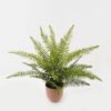 Artificial Plant 55*55*58cm Fern leaf in PP pot GS-48123010CONTI 2024Jan YeahFlower is one of Chinese leading OEM manufacturers and exporters , supplying the silk flowers, wholesale artificial trees