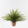 Artificial Plant 85*85*58cm Fern leaf in PP pot GS-48123012CONTI 2024Jan YeahFlower is one of Chinese leading OEM manufacturers and exporters , supplying the silk flowers, wholesale artificial trees