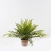 Artificial Plant 80*80*58cm Fern leaf in PP pot GS-48123014CONTI 2024Jan YeahFlower is one of Chinese leading OEM manufacturers and exporters , supplying the silk flowers, wholesale artificial trees