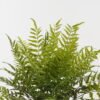 Artificial Plant 80*80*58cm Fern leaf in PP pot GS-48123014CONTI 2024Jan YeahFlower is one of Chinese leading OEM manufacturers and exporters , supplying the silk flowers, wholesale artificial trees