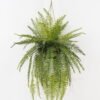 Artificial Plant Fern leaf in PP pot GS-48123020CONTI_4 Artificial Plant 50*50*101cm Fern leaf in PP pot GS-48123020CONTI 2024Jan YeahFlower is one of Chinese leading OEM manufacturers and exporters , supplying the silk flowers, wholesale artificial trees