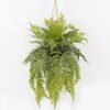 Artificial Plant 50*50*101cm Fern leaf in PP pot GS-48123021CONTI 2024Jan YeahFlower is one of Chinese leading OEM manufacturers and exporters , supplying the silk flowers, wholesale artificial trees