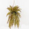 Artificial Plant 50*50*101cm Fern leaf in PP pot GS-48123022CONTI 2024Jan YeahFlower is one of Chinese leading OEM manufacturers and exporters , supplying the silk flowers, wholesale artificial trees